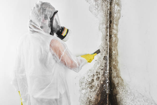 Best Certified Mold Removal  in Honesdale, PA