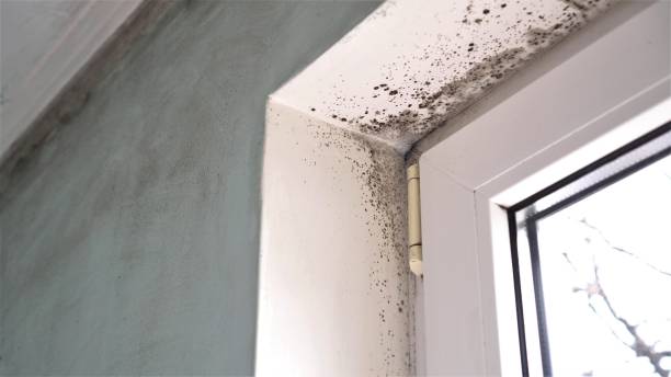 Best Fast Mold Removal  in Honesdale, PA