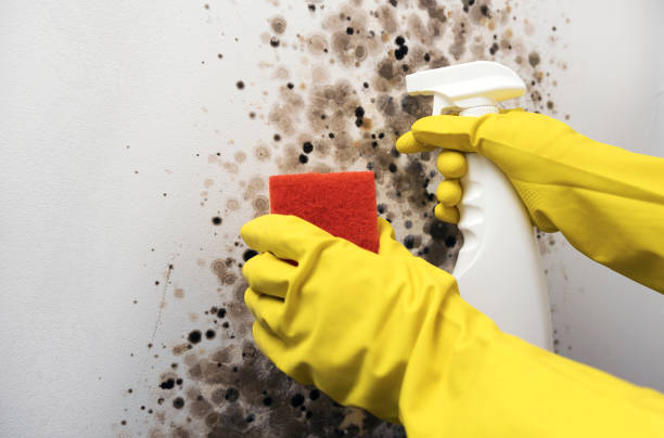 Best Mold Removal and Inspection  in Honesdale, PA