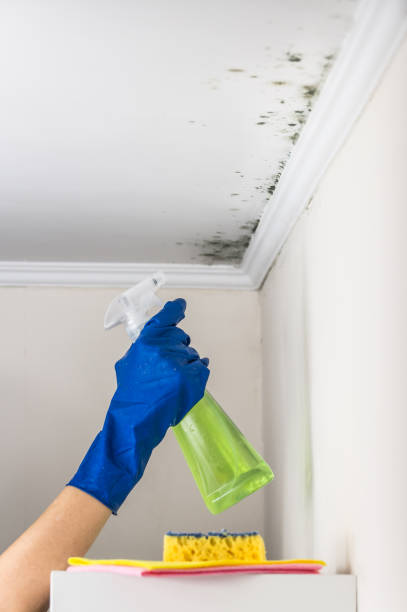 Mold Removal and Inspection in Honesdale, PA